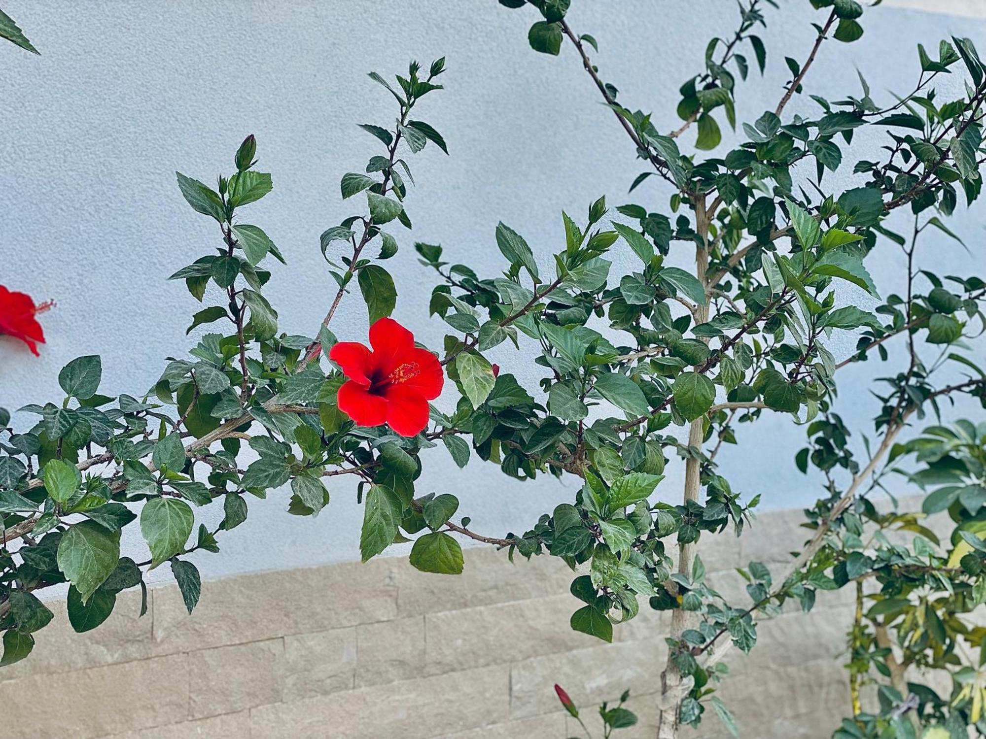 Floor 1 Vlorë